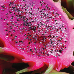 Superfoods Prickly Pear - Color Defense Shampoo 12oz