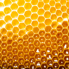 Superfoods Manuka Honey - Curl Care Shampoo 12 oz