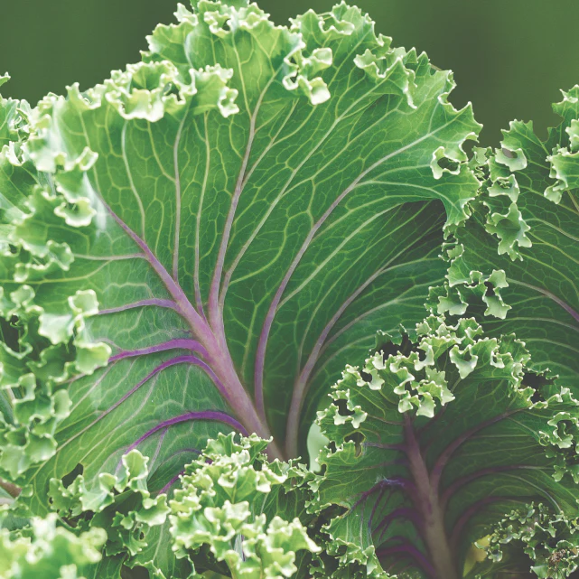 Superfoods Kale - Damage Detox Shampoo 12oz
