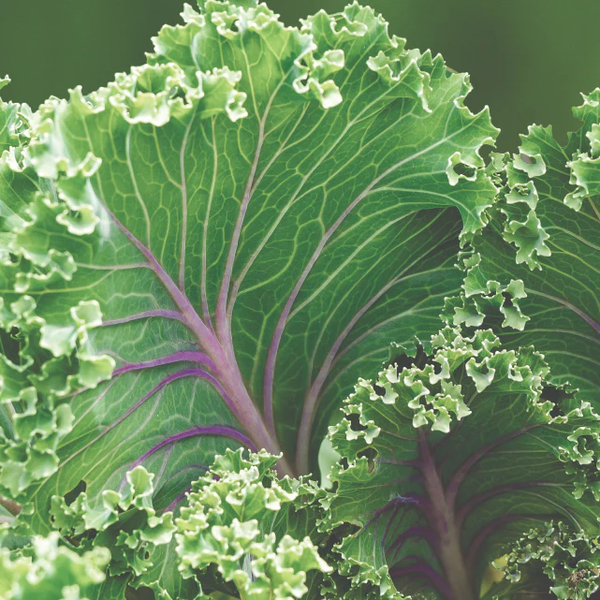 Superfoods Kale - Damage Detox Shampoo 12oz