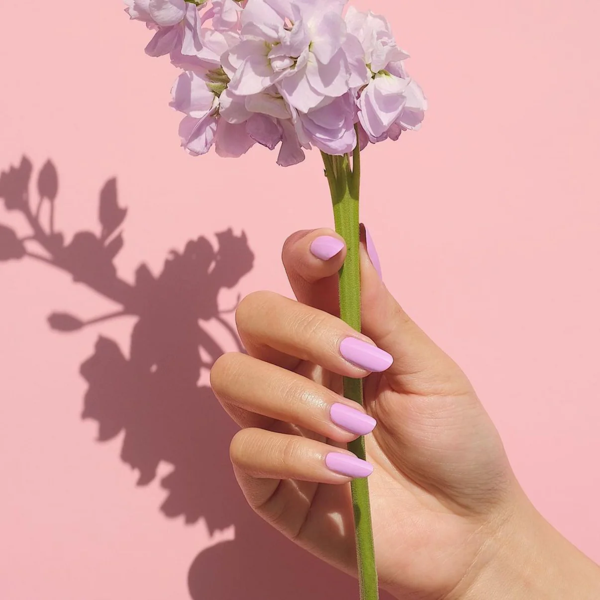 DND - Pixie #727